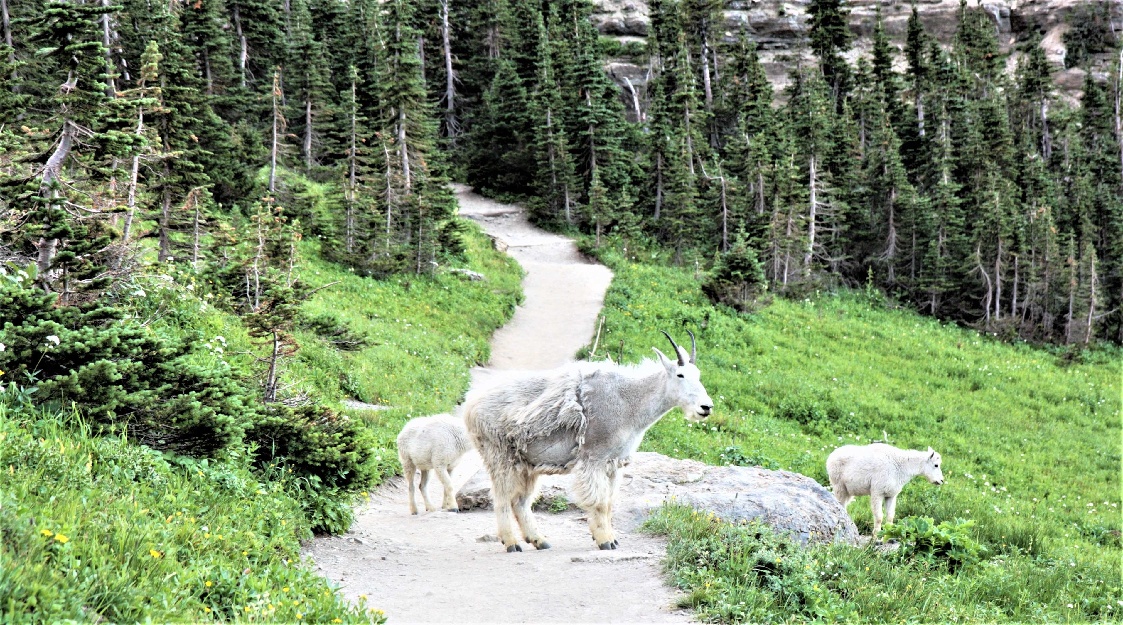 Glacier NP, Montana